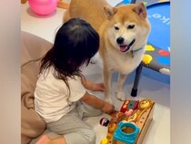 おうちに遊びに来た『３匹の犬』と遊ぶ女の子→帰る時間になると…離れたくなくて見せた『愛おしい光景』に反響「大好きなんだね」「たまらん」