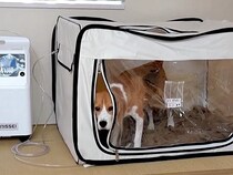 犬に『酸素室に入れたらオヤツをあげる』と教えた結果…思いもよらない『まさかの副作用』に爆笑「新しい特技」「賢くて悪知恵も働くのかな」