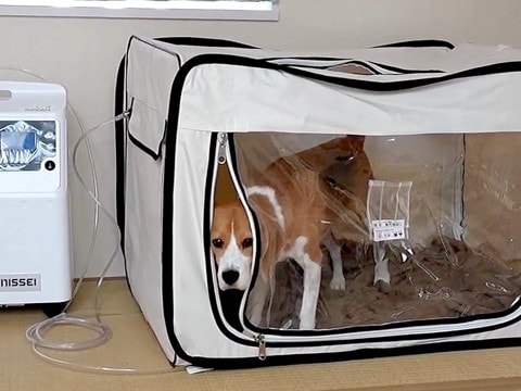 犬に『酸素室に入れたらオヤツをあげる』と教えた結果…思いもよらない『まさかの副作用』に爆笑「新しい特技」「賢くて悪知恵も働くのかな」