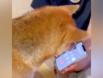 おばあちゃんが電話で『犬の名前を呼んだ』結果→なぜかどこかへ行ってしまい…尊すぎる『まさかの行動』が10万再生「理解してる」「もはや孫」