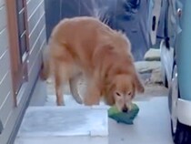 いつもお手伝いしてくれる大型犬→『横に大好物があっても荷物を運べるのか？』検証した結果…『まさかの行動』が10万再生「本当すごい」と絶賛