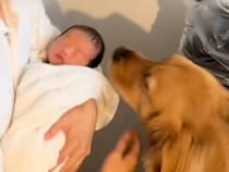 生まれたての赤ちゃんを家に連れて帰った結果→大型犬がにおいを嗅ぎに来て…微笑ましい『熱烈大歓迎』が話題「ちゃっかり猫ちゃんも来ててｗ」