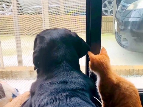 保護子猫と仲良しな大型犬→１年後にまた子猫が現れて…ライバルになるかと思いきや、泣けるほど愛おしい『３匹一緒の姿』に反響「全てが尊い」