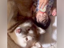赤ちゃんが『7ヶ月間、大型犬のお兄ちゃんと育った』結果→ベッドの中で…ずっと見ていたい光景が20万再生「本当の兄弟のよう」「癒やされた」