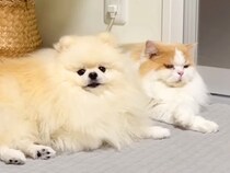 先輩猫にちょっかいを掛ける犬→しつこいので怒った結果…想像以上に『いじけてしまう光景』に反響「ショボン可愛いｗ」「喧嘩するほど仲がいい」