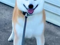 朝6時、お散歩に出かけた犬が『拒否』をした結果→想像と違った『まさかの表情』が35万再生「どんな感情なのｗ」「堂々として誇り高い」と反響