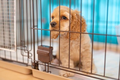 ケージに入った子犬