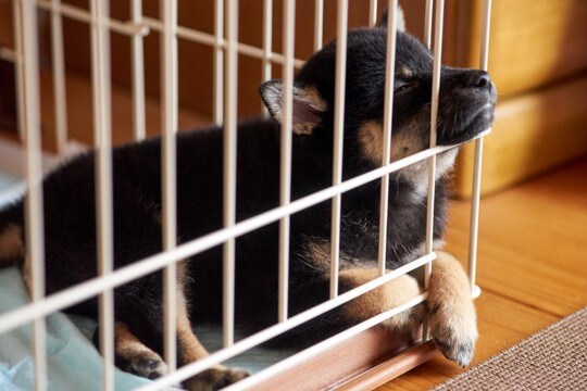 室内犬に『ケージ』は本当に必要なの？理想的な置き場や選ぶ際の注意点まで
