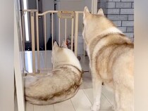 パパが『家の近くに帰ってきた』と察した2匹の大型犬→ドアの前で…健気すぎる『まさかのお出迎え』が19万再生「早く帰らなくちゃってなる」