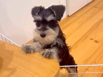 2キロ台だった赤ちゃん犬→愛情込めてお世話した結果、1年後…想像以上の成長をとげた『現在の様子』に反響「凛々しい姿」「かっこよくなった」