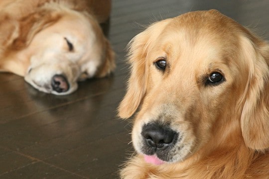 『大型犬の飼い主』が思わず頷くあるある5選 幸せを感じる瞬間や困りごとへの対処法もご紹介