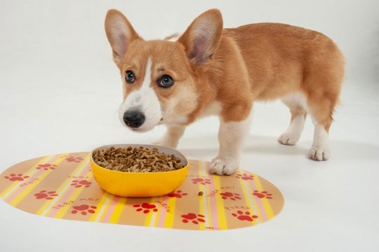 犬の『だらだら食べ』が危険な理由4つ 起こりうる健康トラブルや改善策を解説