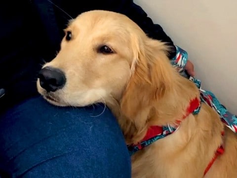 大型犬のブラッシング中、脚にしこりを発見→『腫瘍かも』と病院に行ったら…『まさかの診断結果』が69万再生「爆笑した」「アスリートで草」