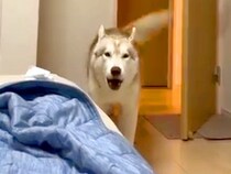 イチャイチャするママと犬→ヤキモチを妬いた大型犬が…あからさまな『まさかの訴え方』が697万再生「喋りすぎｗｗ」「なんて愛おしい」と絶賛