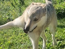 自分より小さい先輩犬と遊びたい大型犬→クセが強すぎる『誘い方』に4万いいね集まる「表情最高ｗｗ」「奇跡の一枚」と絶賛の声