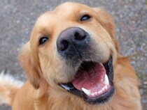 犬が『幸せ』かどうかを判断する方法５選　どんなときに嬉しい気持ちになるの？日常に満足してもらうコツまで