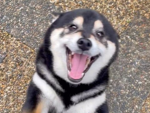 帰宅したときの犬の反応→母と娘であからさまに態度が違って…思わず吹き出す『家庭内格差』が20万再生「すごいわかる」「お母さん…」と反響