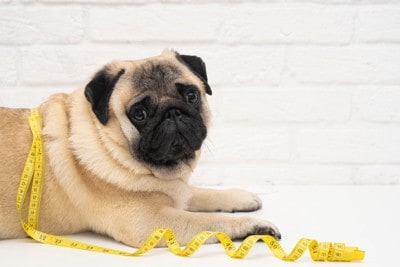 メジャーを巻きつけられたパグ