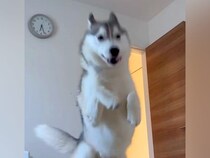 朝6時30分、寝ていたら『大型犬』が起こしに来て…もはや事故？『衝撃的な目覚まし方法』が147万再生「勢いあって草」「笑顔で可愛いｗ」