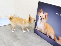犬の『大きなフォトパネル』を部屋に飾った結果→別の犬だと勘違いしている様子で…『まさかの行動』に爆笑「ちゃんと手でガードしてるｗ」