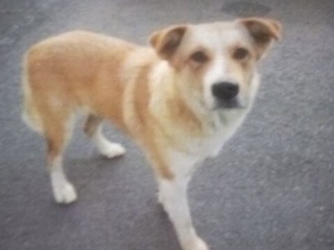 保護されていた『無表情の野良犬』を飼った結果…当時が嘘のような『表情の変化』に150万表示の反響「涙で前が見えない」「目が違う」