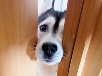 『大変です…！』とハスキー犬が呼びに来たので、ついて行った結果→子猫が…想定外の光景が197万再生「賢くて可愛い」「仲良すぎ」と大絶賛