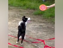 2年前、初めて犬がフリスビーをキャッチして…信頼と努力が結実した『まさかの現在』に称賛の声「かっこよすぎる」「絆が形に」「成長がすごい」