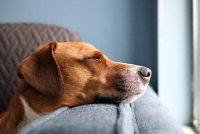 目を閉じる犬の横顔のアップ