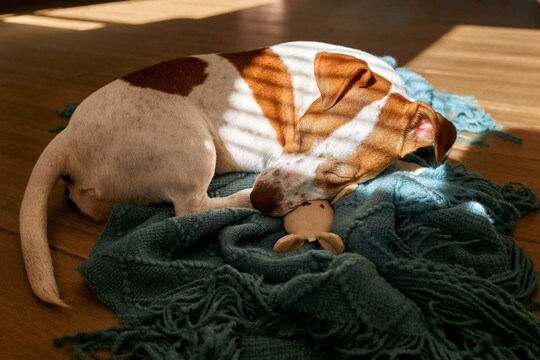 犬が心地良く過ごせる『くつろぎスペース』4選　愛犬をリラックスさせる環境づくりのポイントもご紹介