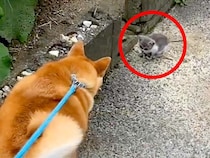 犬の散歩中に『野良猫の赤ちゃん』を発見→なぜか動かなくなってしまい…運命的な『素敵すぎる物語』が18万再生「心が和んだ」「間違いなく縁」