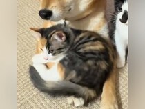 犬の前足に『保護子猫』が乗った結果→動けなくなってしまい…あまりにも愛おしい『困り果てる光景』が29万再生「優しすぎるやろ」「平和空間」