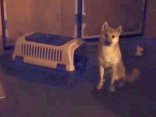 『売れ残っていた犬』を飼った結果→初日は緊張しまくりで…別犬のような『2日目の光景』が54万再生「表情変わった」5年が経った現在の様子も