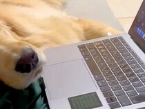 ソファで仕事をする女性→大型犬がヒザに頭を乗せてきて…絶対に無視できない『恋人のような行動』が14万再生「幸せな時間」「甘えん坊さん」