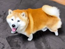 散歩から帰ってきた犬→部屋に『ぬくぬくのカーペット』が敷かれてて…思わず『喜びの雄叫び』を上げる光景が16万再生「ニャアｗ」「可愛すぎ」