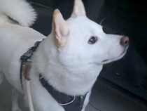 大好きなパパが病気で入院→寂しくなり、絶望した犬がひたすらに…感動が止まらない『3日ぶりの再会』に反響「ウルウルした…」「絆が凄い」