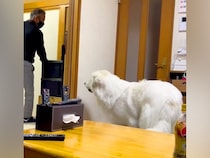 おじいちゃんが『超大型犬に愛され過ぎた』結果→部屋を出た瞬間に…慌てて見せた『必死の捜索』が796万再生「ストーカーで草」「羨ましいｗ」