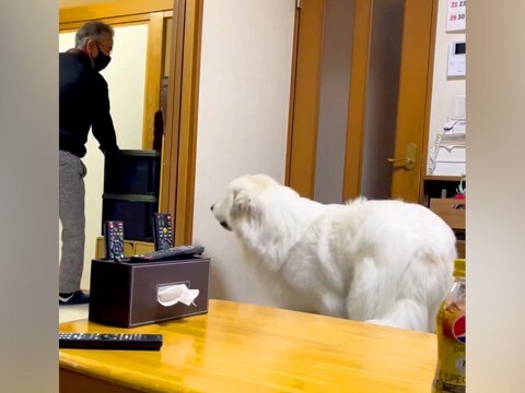 おじいちゃんが『超大型犬に愛され過ぎた』結果→部屋を出た瞬間に…慌てて見せた『必死の捜索』が796万再生「ストーカーで草」「羨ましいw」