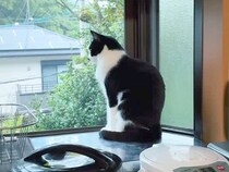 雷が鳴っていても平然とする猫→大型犬の様子を見てみると…見た目と逆すぎる『まさかの光景』が21万再生「猫さんかっこよくて草」「温度差ｗ」