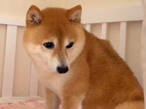 生まれたばかりの赤ちゃんと『目を合わせられなかった犬』…素敵すぎる『現在の光景』に反響「ずっと近くにいる」「大切な家族と認識してる」