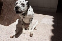 犬がやりがちな『珍行動』5選　不思議な動きの理由や気をつけるべきトラブルも…