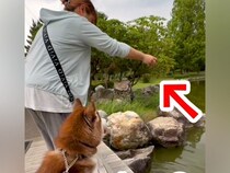 散歩中、鯉に餌をあげる女性→大型犬が『自分のオヤツを池に捨てている』と勘違いした結果…思った以上に『戸惑いを隠せない光景』が3万再生