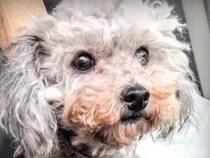 5歳までケージで生きた『元繁殖犬』→人の温もりを知らずに…嘘のような『現在の光景』が51万再生「涙が止まらない」「幸せ溢れてる」と感動