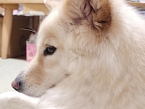 床で伏せをする犬→『おてて』を見てみると…想像と違いすぎる『まさかの体勢』に49万いいね集まる「クセ強すぎｗｗｗ」「可愛すぎて声出た」