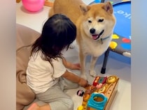 おうちに遊びに来た『３匹の犬』と遊ぶ女の子→帰る時間になると…離れたくなくて見せた『愛おしい光景』に反響「大好きなんだね」「たまらん」