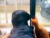 保護子猫と仲良しな大型犬→１年後にまた子猫が現れて…ライバルになるかと思いきや、泣けるほど愛おしい『３匹一緒の姿』に反響「全てが尊い」
