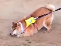 『さすがに丸洗い確定』散歩中、砂の上を歩いていた柴犬が…唐突にみせた『衝撃的な行動』が9万表示「土埃あがるほどｗ」「全力でかわいい」の声