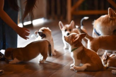室内で過ごすコーギーの赤ちゃん