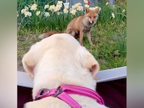 老犬との散歩中に出会った『野生のキツネ』が、ずっとついてきて…涙が止まらない『3年間の物語』が231万再生「尊い光景」「絆は色褪せない」