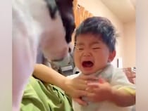 赤ちゃんが泣いていると、犬が小走りで『自分のおもちゃ』を持ってきて…泣けるほど尊い『あやしている光景』に感動「優しすぎる」「癒された」