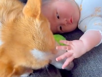 赤ちゃんが『生まれたときから犬と育った』結果→ずっと一緒にいて…尊すぎる『２年間の記録』が話題「守ってる感が出てる」「癒やされた」